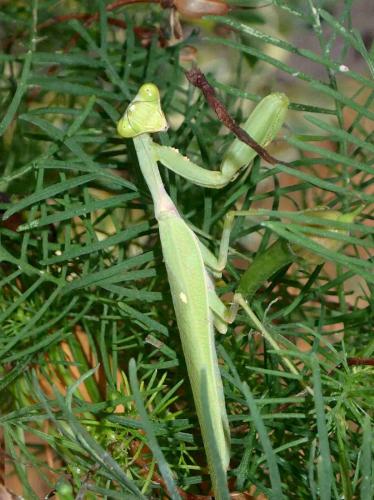 Hierodula patellifera